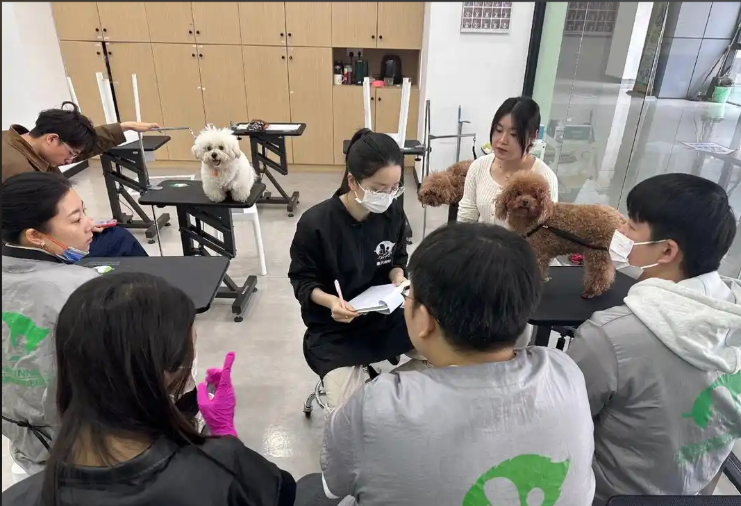 沧州市宠物美容培训学校宠物美容培训学校 - 一站式服务
